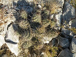 Archivo:Neolloydia conoidea (5707774746)