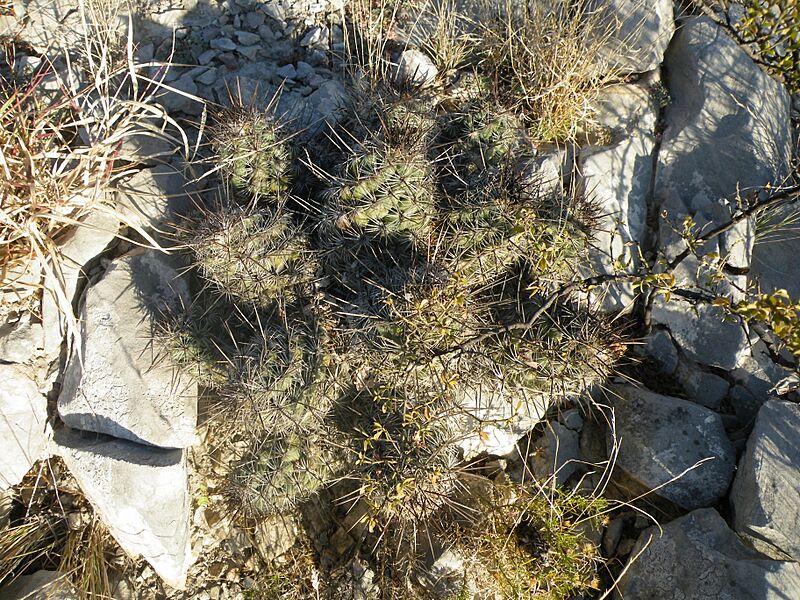 Neolloydia conoidea (5707774746)