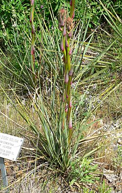 Nolina cismontana 1.jpg