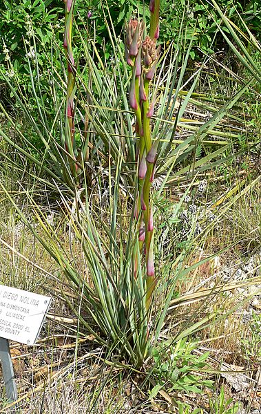 Nolina cismontana 1