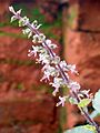 Ocimum tenuiflorum flower
