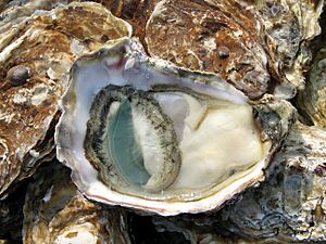 Archivo:Open Oyster Lyon market