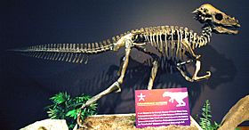 Pachycephalosaurus wyomingensis dinosaur (Upper Cretaceous; Montana, USA).jpg