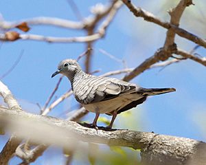 Archivo:Peaceful Dove (Geopelia placida) - Flickr - Lip Kee