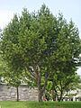 Pinus bungeana 01