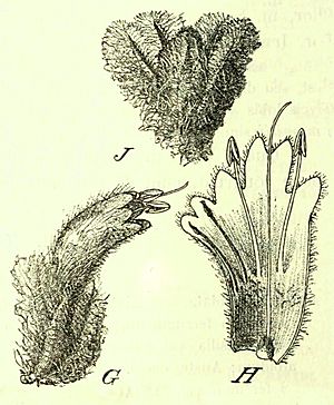 Archivo:Pityrodia viscida-P. petiolaris-Hermiphora elderi