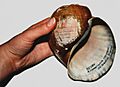 Pomacea Gehaeuse