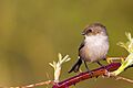 Psaltriparus minimus -Chilliwack, British Columbia, Canada -male-8