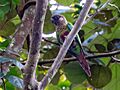 Pyrrhura lucianii Bonaparte's Parakeet; Porto Velho, Rondônia, Brazil