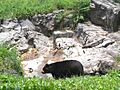 QZ spectacled bear jeh