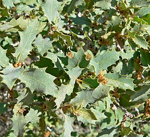 Archivo:Quercus turbinella 1