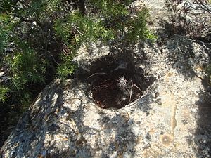 Archivo:Receptaculo ritual ibérico excavado en la roca, Mas de Toribio (Arenys de Lledó)