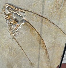 Archivo:Rhamphorhynchus muensteri, Solnhofen, Germany, Late Jurassic - Royal Ontario Museum - DSC00041
