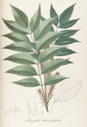 Archivo:Rhopala heterophylla Pohl90
