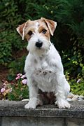 Rough coat Jack Russell terrier