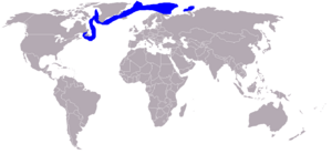 Archivo:Sattelrobbe-Phoca groenlandica-World