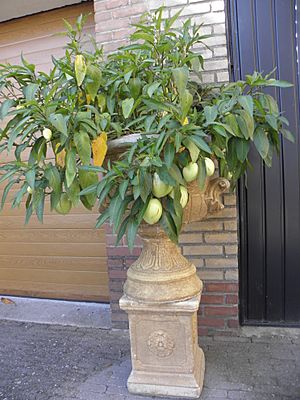 Archivo:Solanum muricatum R.H. (7)