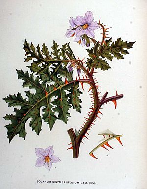Archivo:Solanum sisymbrifolium01