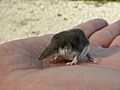 Sorex minutus-1