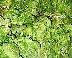 Spinach produce-1.jpg