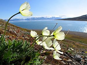 Archivo:Svalbard poppy (Papaver dahlianum)