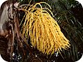 Syagrus romanzoffiana in Park Ceret São Paulo