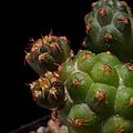 Tephrocactus bonnieae-IMG 3567