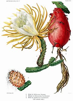 The Cactaceae Vol II, plate XXXVI filtered.jpg