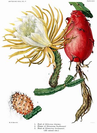 The Cactaceae Vol II, plate XXXVI filtered.jpg