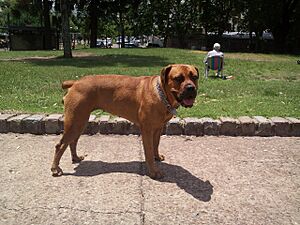 Archivo:Themba Boerboel