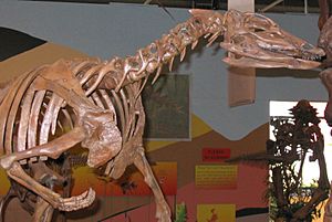 Archivo:Thescelosaurus skeleton
