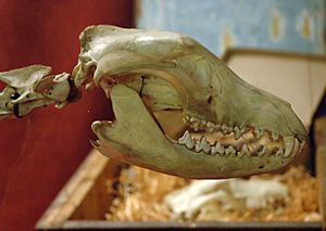 Archivo:Thylacine skull