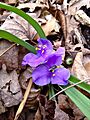 Tradescantia virginiana - Virginia Spiderwort