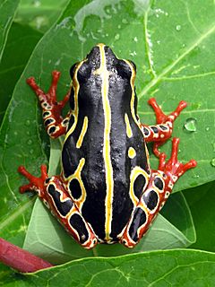 Archivo:Tree frog congo