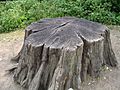 Tree stump1 30u06