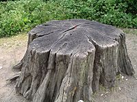 Archivo:Tree stump1 30u06