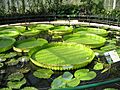 Victoria cruziana, Kew Gardens, London, England - 20030712