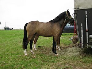 Archivo:WelshPonySectonB