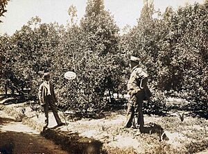 Archivo:Yerba mate Jardín Botánico Carlos Thays