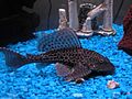 2004-02-02 Pterygoplichthys pardalis on blue gravel