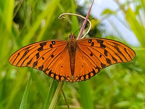 Archivo:Agraulis vanillae (Nymphalidae) 01