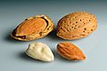 Almonds - in shell, shell cracked open, shelled, blanched