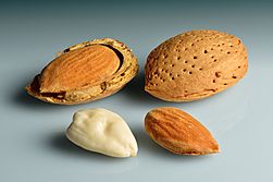 Almonds - in shell, shell cracked open, shelled, blanched.jpg
