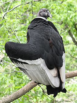 Archivo:Andean Condor 085