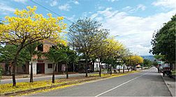 Archivo:Arboles de Quillosisa (Vochysia ferrugínea) en Tarapoto
