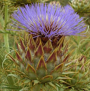Archivo:Artichoke thistle open flower para hills south australia