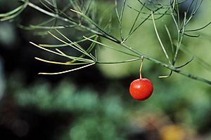 Archivo:Asparagus officinalis, fruit