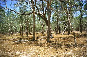 Archivo:Australian savanna