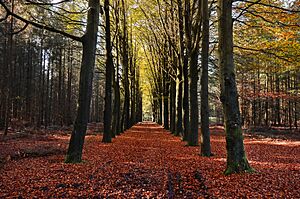 Archivo:Autumn Lane