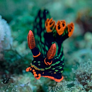 Archivo:Babosa de mar (Nembrotha kubaryana), Anilao, Filipinas, 2023-08-25, DD 214-215 FS